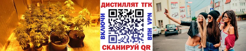 Купить  Егорьевск  ТГК концентрат 